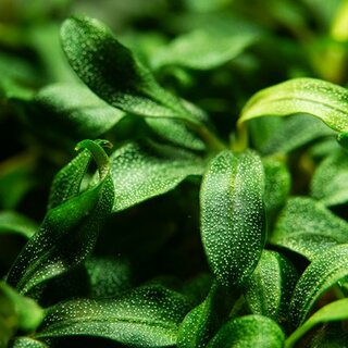 Bucephalandra Needle Leaf (1-2-Grow!)