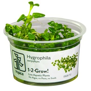 Hygrophila Serpyllum (1-2-Grow!)