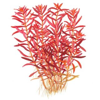 Rotala Blood Red (1-2-Grow!)