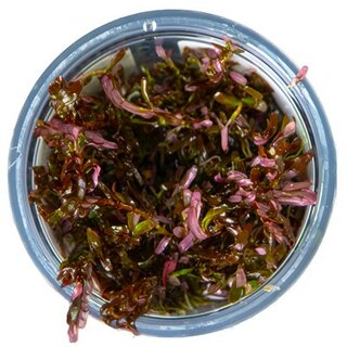 Rotala Blood Red (1-2-Grow!)