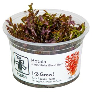 Rotala rotundifolia Blood Red (1-2-Grow!)