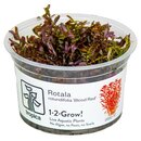 Rotala Blood Red (1-2-Grow!)