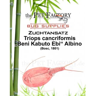 The Pet Factory Zuchtansatz Triops cancriformis - Beni Kabuto Ebi ALBINO