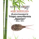 The Pet Factory Zuchtansatz Triops cancriformis SPANIEN