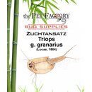 The Pet Factory Zuchtansatz Triops g. granarius