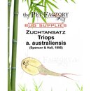 The Pet Factory Zuchtansatz Triops a. australienensis
