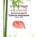 The Pet Factory Zuchtansatz Cyzicus mexicanus