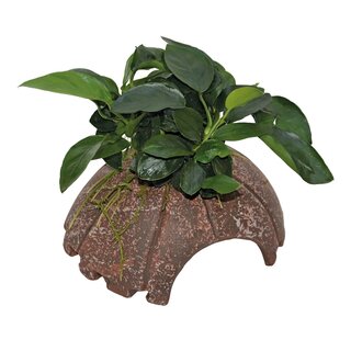 DECO COCONUT ANUBIAS 10X12X7 CM (schwarz/rot)