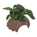 DECO COCONUT ANUBIAS 10X12X7 CM (schwarz/rot)