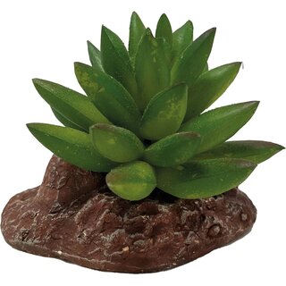 REPTO Plant Aloes (10cm)