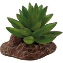 REPTO Plant Aloes (10cm)