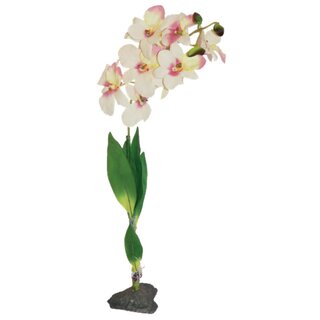 Lucky Reptile Orchidee weiss (ca.40cm)