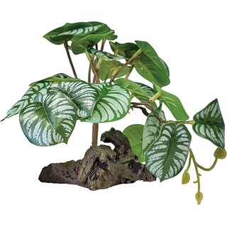 REPTO Plant on Deco, Begonia