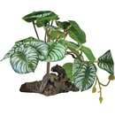 REPTO Plant on Deco, Begonia