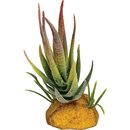 REPTO Plant Aloe Red tip 11cm