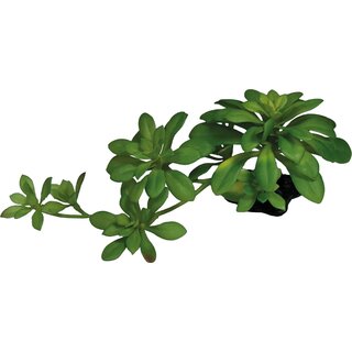 REPTO Plant Succulent green XL