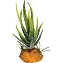 REPTO Plant Aloe green 10,5cm