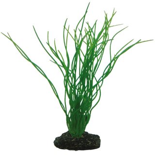 Hobby Sagittaria, 20 cm