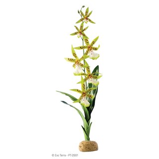 Exo Terra Spinnen Orchidee