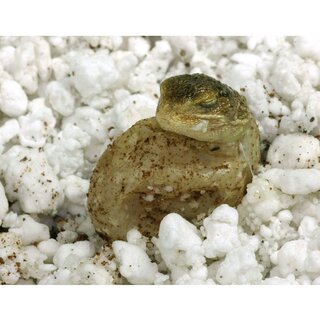 Lucky Reptile HatchRite 2 L